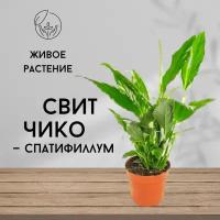 Спатифиллум Свит Чико, живое комнатное растение, высота 30-40 см