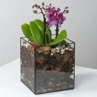 Орхидея в флорариуме кубик, высота композиции 30 см