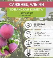 Алыча Кубанская Комета