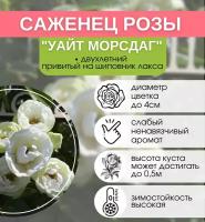 Роза спрей Уайт Морсдаг