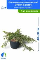 Можжевельник обыкновенный Green Carpet (Грин Карпет) 40-60 см в пластиковом горшке 3 л, саженец, хвойное живое растение