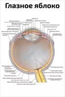 Плакат Квинг Глазное яблоко ламинированный 457×610 мм ≈ (А2)