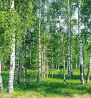 Моющиеся виниловые фотообои Березовый лес, 250х270 см
