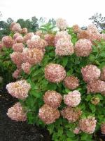 Гортензия метельчатая (Hydrangea Phantom) Фантом, саженцы