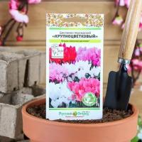 Семена комнатных цветов Цикламен персидский Крупноцветковый Зеленый дом, Мн, 5 шт