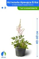 Астильба Арендса Erika (Эрика) 40-60 см в пластиковом горшке C2 (2 л), саженец, многолетнее травянистое живое растение
