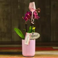 Орхидея Фаленопсис мини фиолетовая с белой окантовкой в сиреневой керамике