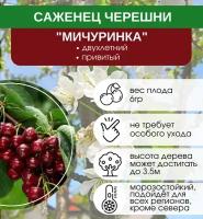 Черешня Мичуринка