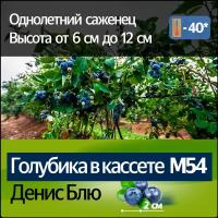 Голубика в кассете М54 Денис блю (высота от 6 до 12 см)