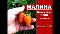 Готовый комплект для ленивых "Малина "Оранжевое чудо", 1 упаковка