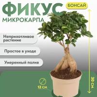 Фикус Микрокарпа Бонсай (30см)