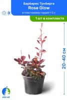 Барбарис Тунберга Rose Glow (Роуз Глоу) 20-40 см в пластиковом горшке 1-2 л, саженец, лиственное живое растение