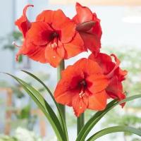 Holland Bulbs Амариллис Дезире