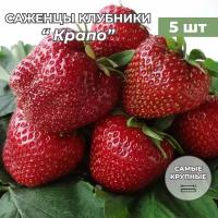 Клубника крупноплодная Крапо, саженцы/корневище клубники 5 шт