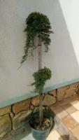 Саженец живое растение Можжевельник горизонтальный Айс Блю Ра90/40 ф45-35 Juniperus horizontalis Icee Blue