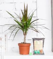 Комнатное растение Драцена Маргината 1 ствол, высота 35 см. Tropic House Грунт для пересадки в подарок