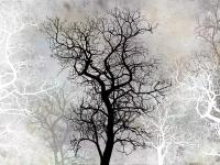 Моющиеся виниловые фотообои Лофт Дерево черно-белое, 200х150 см