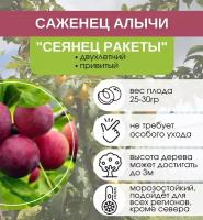 Алыча Сеянец Ракеты