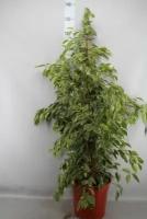 Растение Фикус бенджамина твайлайт D17 H65 см