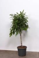 Фикус амстел кинг Ficus Amstel King (220)