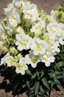 Львиный зев (Антирринум) махровый (Antirrhinum majus) "Twinny F1" (white) Raw 1000 шт