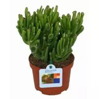 Крассула хоббит - Crassula D17 H30