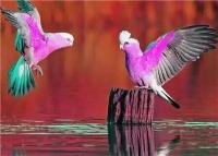 Алмазная мозаика картина стразами Розовые попугаи, 30х40 см
