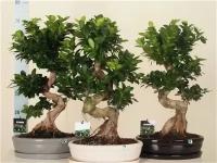 Бонсай - Bonsai Ficus 60-70см (Фикус Микрокарпа Бонсай в керамике - Bonsai Ficus 70см)