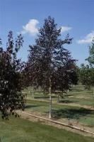 Береза Повислая Роял Фрост (Betula pendula) Саженец/90-100 см./4-5 лет/7,5л/Закрытая (ЗКС)