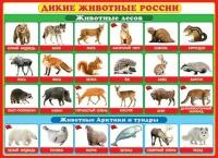 Мир открыток "Дикие животные России.Животные лесов,Арктики и тундры" А2 Плакат