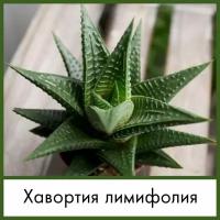 Набор для выращивания семена Суккулент Хавортия лимифолия (Haworthia limifolia)