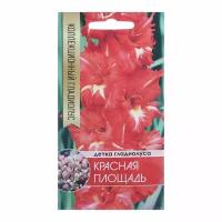 Клубнепочка гладиолуса Красная площадь (красный + немного белого), 5 шт