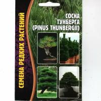 Сосна Тунберга /pinus thunbergii, редкое, подходит для Бонсай( 1 уп: 10 семян )