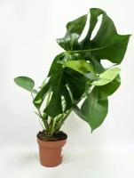 Монстера Деликоза, диаметр горшка 17см, высота растения 55-65см