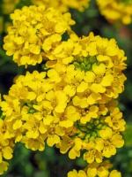 Семена Алиссум скальный (Alyssum saxatile), 30 штук