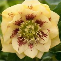 Морозник восточный Дабл Элен Еллоу Споттид (Helleborus orientalis Double Ellen Yellow Spotted), саженцы