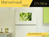 Магнитный пазл "Салат, латук, зеленый" на холодильник 27 x 18 см