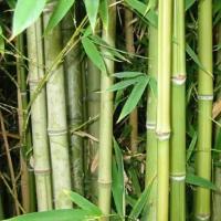 Семена Орешка Бамбук тростниковый, Bambusa arundinacea 25 шт