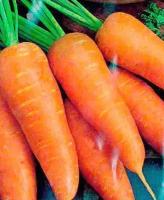 Коллекционные семена моркови F1 Тёща