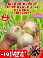 Чеснок на посадку озимый "Любаша", 10 головок