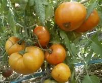 Коллекционные семена томата Бабушкино бычье сердце Х Золотые купола
