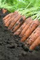 Коллекционные семена моркови Ниланд F1