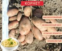 Картофель семенной Корнет (суперэлита) (4 кг) Хранение, пюре