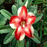 Адениум, Adenium Obesum Desert Rose Star of Silver Wings, семена, цветы