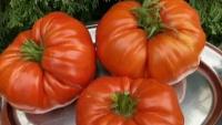 Коллекционные семена томата Великан семейный красный