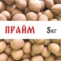 Семенной картофель сорта "Прайм" 5кг, клубни