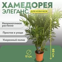 Хамедорея Элеганс (65)