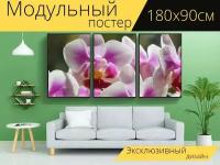 Модульный постер "Гибридный фаленопсис, фаленопсис, орхидея" 180 x 90 см. для интерьера