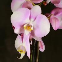 Орхидея Фаленопсис Chanel 2 ст