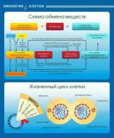Информационный стенд для кабинета Биологии "Схема обмена веществ Жизненный цикл клетки" (Размер средний 790х651см)